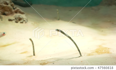 underwater world, many multi-colored fish coral reefs, Gorgasia. 47560818