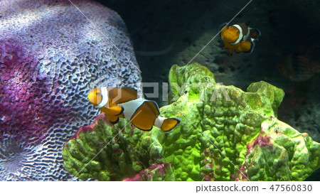 underwater world, many multi-colored fish coral reefs. Clownfish or anemonefish underwater world, many multi-colored fish coral reefs. Clownfish or anemonefish 47560830