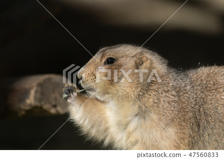 Oglo Prairie Dog Black-tailed Prairie Dog Oglo Prairie Dog Black-tailed Prairie Dog 47560833