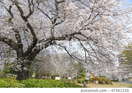 在三鷹市的Shinkawa Sengawa公園的櫻花 47561338