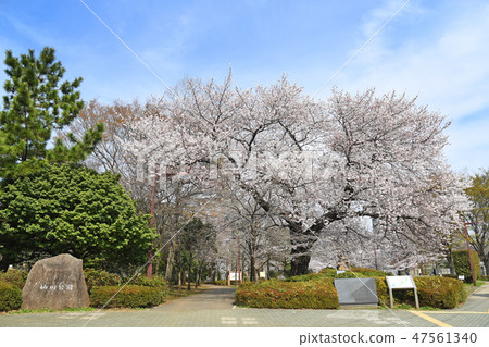 在三鷹市的Shinkawa Sengawa公園的櫻花 47561340