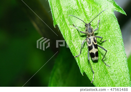 Egurita kamikiri 47561488