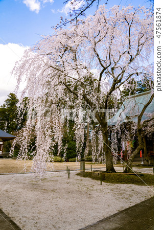 Weeping cherry tree of Eifukuji Weeping cherry tree of Eifukuji 47561874