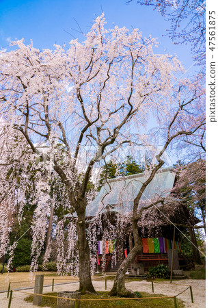 Weeping cherry tree of Eifukuji Weeping cherry tree of Eifukuji 47561875