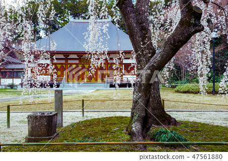Weeping cherry tree of Eifukuji Weeping cherry tree of Eifukuji 47561880