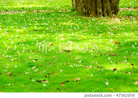 Millingtonia hortensis fell on green grass garden Millingtonia hortensis fell on green grass garden 47562059