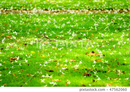 Millingtonia hortensis fell on green grass garden Millingtonia hortensis fell on green grass garden 47562060