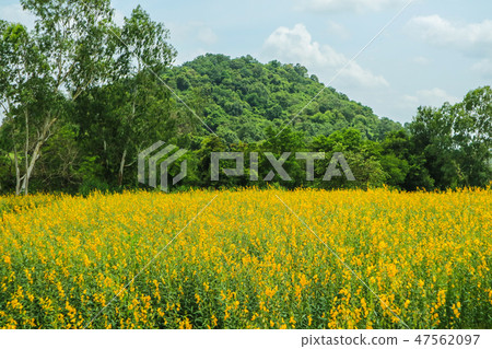 sunhemp in the valley, beautiful flower in field sunhemp in the valley, beautiful flower in field 47562097