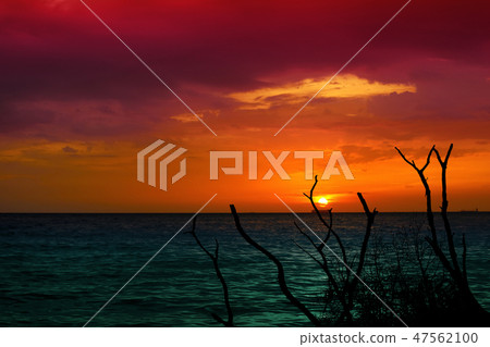 sunset and ship on ocean dry tree colorful cloud sunset and ship on ocean dry tree colorful cloud 47562100