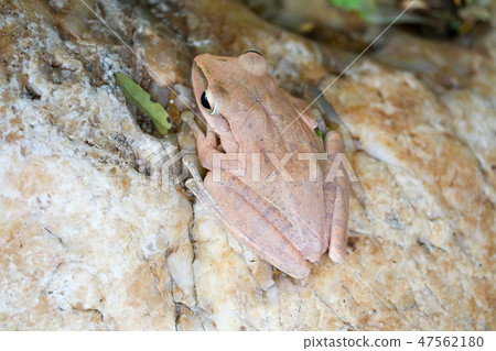 tree frog hide top of stone by adjusting the skin tree frog hide top of stone by adjusting the skin 47562180