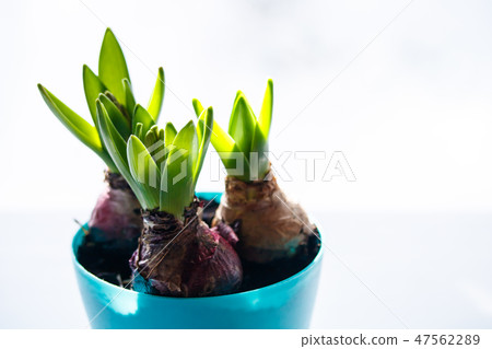 Hyacinth waiting for spring Hyacinth waiting for spring 47562289