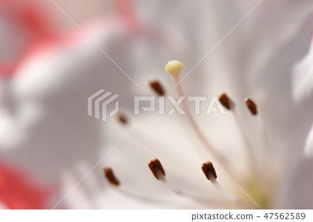 杜鵑花 杜鵑花 47562589