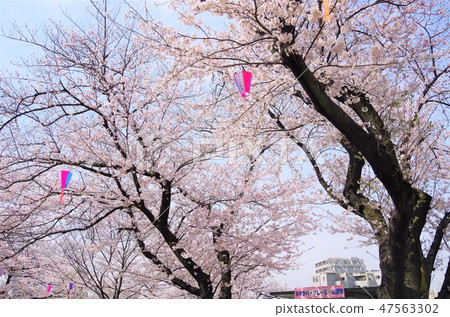 櫻花盛開的春天的明日香山公園[東京都北區] 47563302