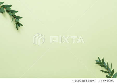bay leaf branch plant decor olive background 47564069