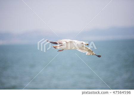 Seagull 47564596