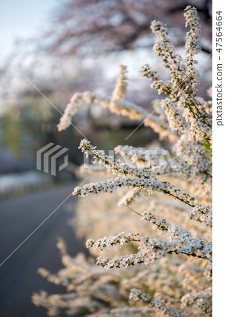 Yukiyanagi由早晨太陽照亮 47564664