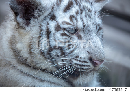 White Tiger White Tiger 47565347