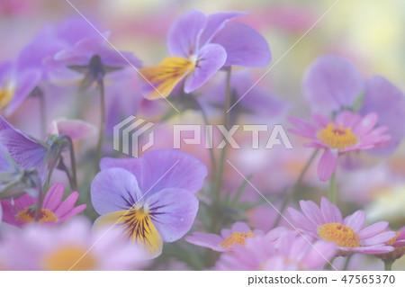 Viola Viola 47565370