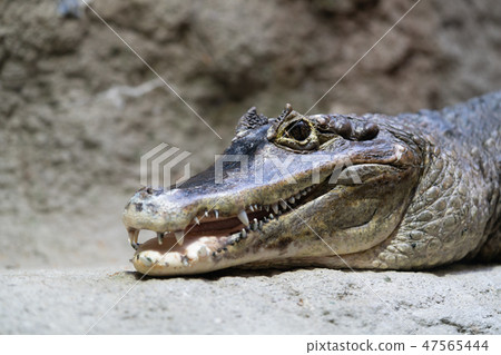 Glasses Caiman Sendai Umi no Du Aquarium Spectacled caiman Glasses Caiman Sendai Umi no Du Aquarium Spectacled caiman 47565444