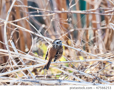 Sparrow's elephant family Sparrow's elephant family 47566253