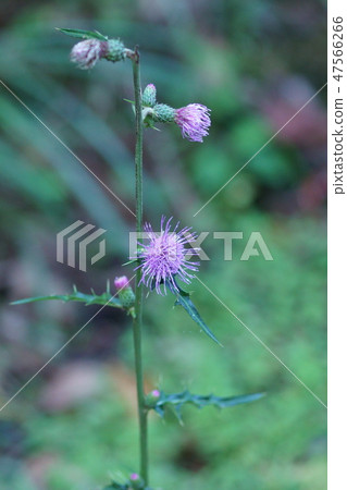 Tone Yasunagi Thistle flower language is "independence" 47566266