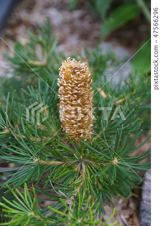 Bankushia Joey candle like pine Bankushia Joey candle like pine 47566296