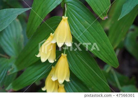 Kamigyo Doujinshi Jou Rou Hototogisu Hanatogisu "Want to hear your voice" Kamigyo Doujinshi Jou Rou Hototogisu Hanatogisu "Want to hear your voice" 47566301