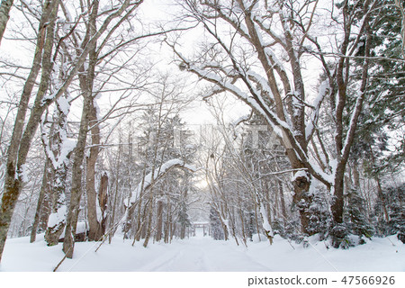 Togakushi Shrine 5 47566926