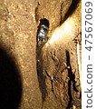 Hiratakuwagata 47567069