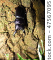 Hiratakuwagata 47567095