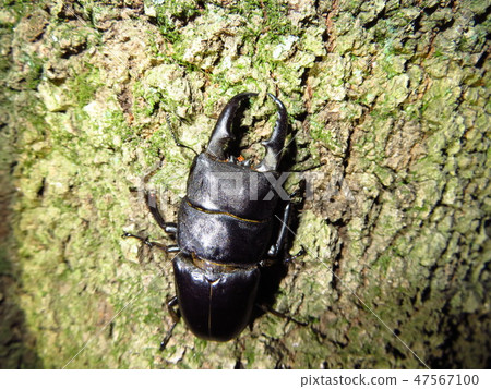 Hiratakuwagata Hiratakuwagata 47567100