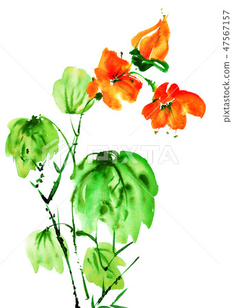 Watercolor painted flower Watercolor painted flower 47567157