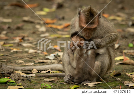 Mother long-tailed macaque grooms baby among leave 47567615