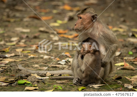 Mother and baby long-tailed macaque look left 47567617
