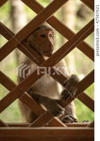Long-tailed macaques sits staring through wooden t 47567621