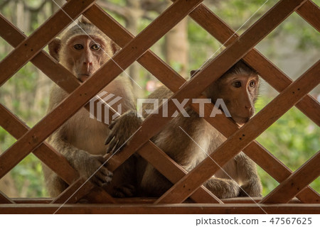 Long-tailed macaques sit staring through wooden tr Long-tailed macaques sit staring through wooden tr 47567625