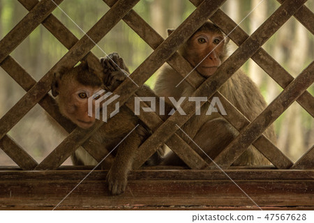 Long-tailed macaques sit looking through trellis w Long-tailed macaques sit looking through trellis w 47567628