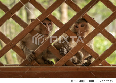 Long-tailed macaques sit behind wooden trellis win Long-tailed macaques sit behind wooden trellis win 47567630