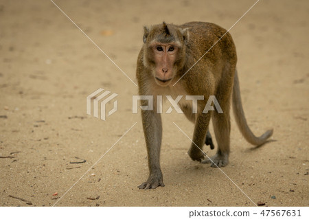 Long-tailed macaque walks over sand lifting paw 47567631