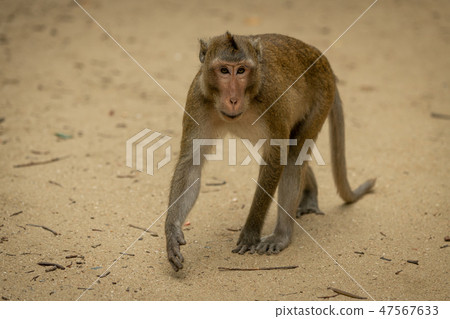 Long-tailed macaque walks among twigs on sand 47567633