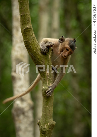 Long-tailed macaque starts climbing down tree trun Long-tailed macaque starts climbing down tree trun 47567637