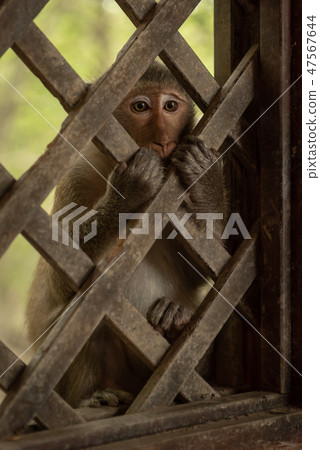 Long-tailed macaque sitting holding wooden trellis 47567644