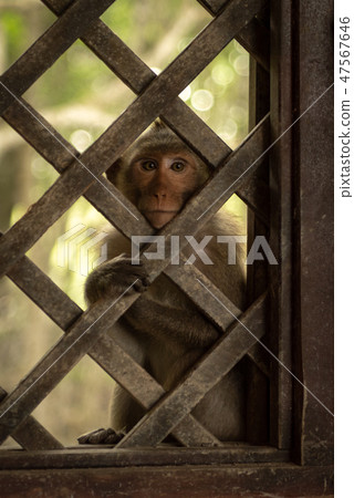 Long-tailed macaque sitting behind wooden trellis  47567646