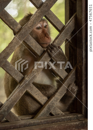 Long-tailed macaque sits staring through wooden tr 47567651