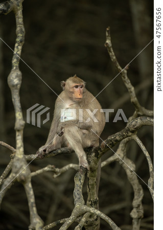 Long-tailed macaque sits on tangled dead branches 47567656