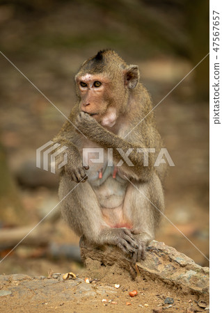 Long-tailed macaque sits on sandy rock eating 47567657