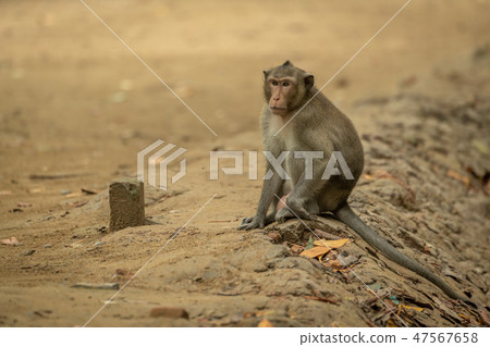 Long-tailed macaque sits on sand beside post 47567658