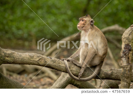 Long-tailed macaque sits on root looking left Long-tailed macaque sits on root looking left 47567659