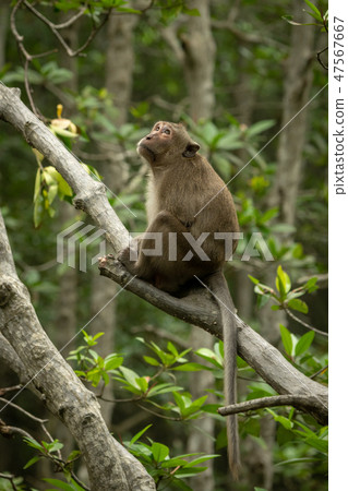 Long-tailed macaque sits on branch looking up 47567667