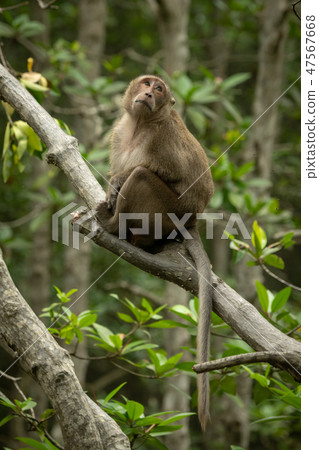 Long-tailed macaque sits on branch looking mournfu 47567668